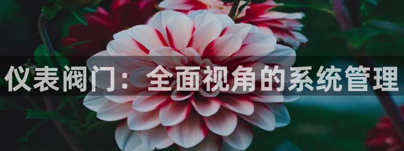 新宝gg介绍