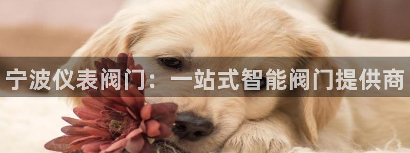 新宝gg创造奇迹