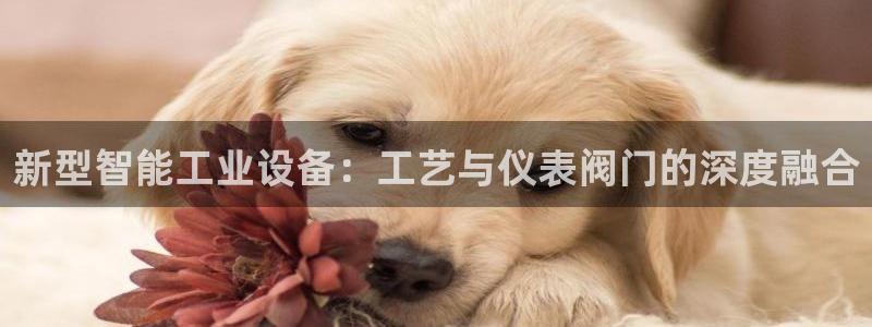 新宝gg奇迹